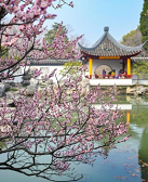 徐坤：不到园林，怎知春色如许