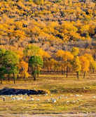 文猛：土生土长