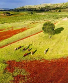 简默：故乡是两棵树