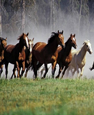 舒飞廉:马年说马