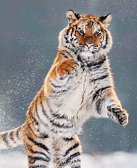 玄武：抚摸老虎的快乐