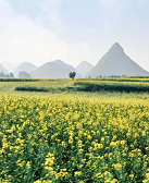 叶浅韵：苏醒的土地