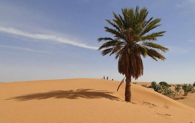 困于“第三空间”的非洲知识分子：从《咸味的甘蔗》谈起