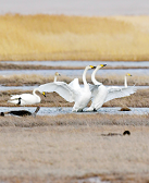 胡性能：候鸟的驿站