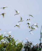 徐鲁：东湖鸟雀观察记