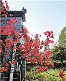 沈胜衣：踯躅闲开艳艳花