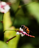 东珠：昆虫的情义