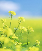 玄武：春情无边