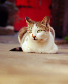 赵琳:达布察克镇:猫事