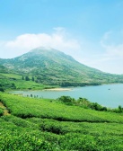 钟法权：海边的茶山
