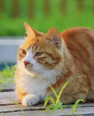 彭程：夏天的猫事